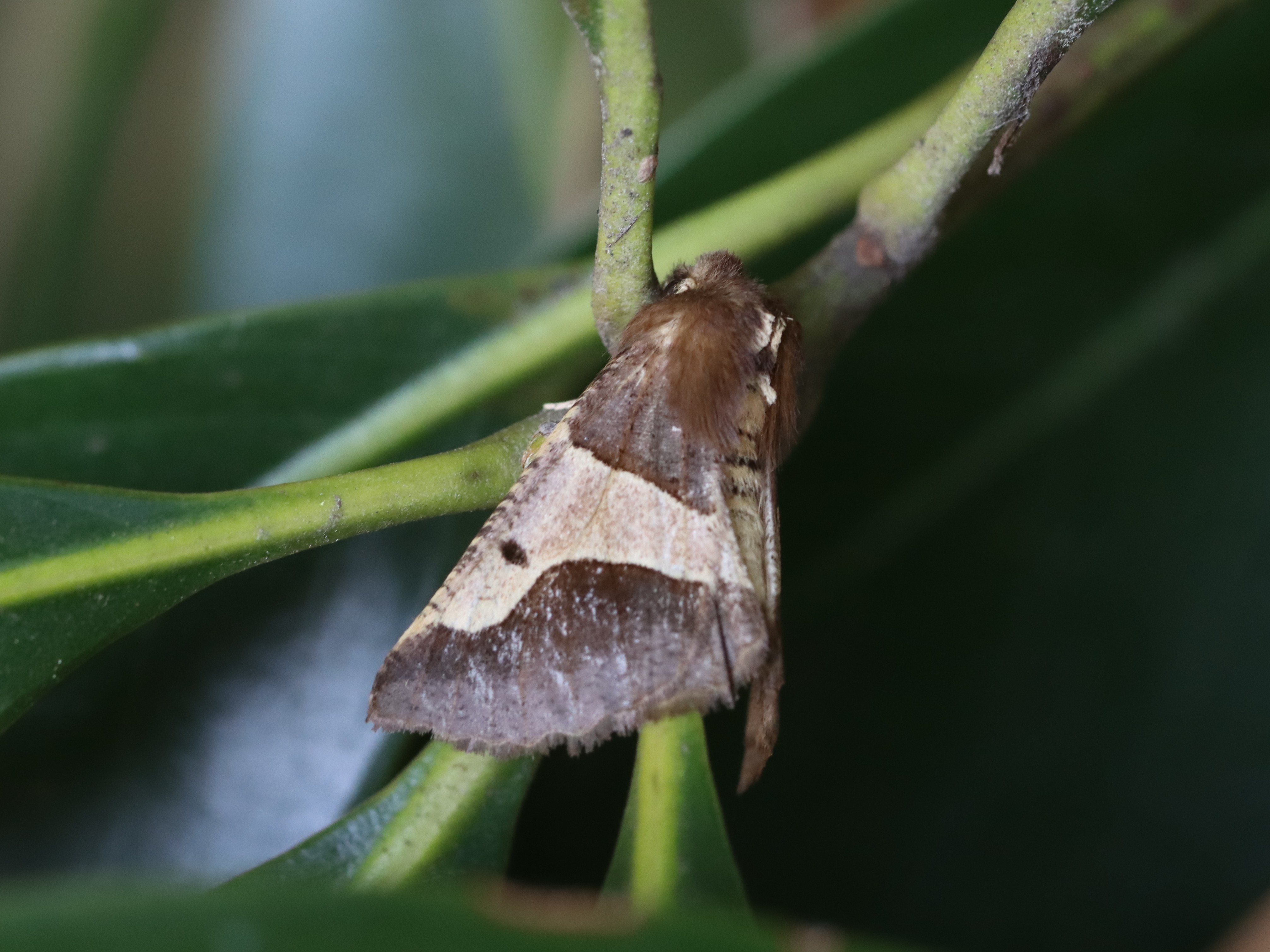 ニトベエダシャク